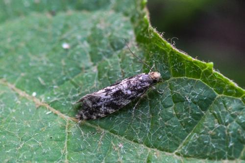 Réf. 199 833 : Nemapogon granella
